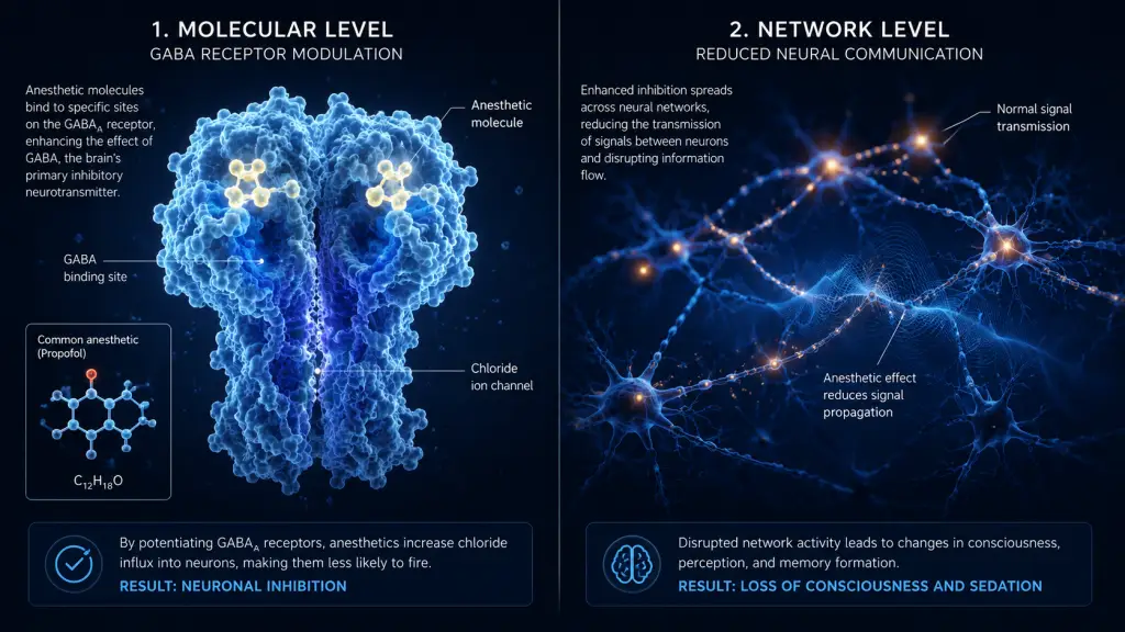 Scientific illustration of GABA receptor binding and neural network disruption theories of anesthesia